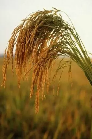 Bài văn thuyết minh về cây lúa nước lớp 9 mẫu 8