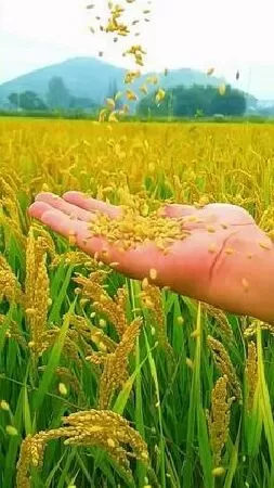 Bài văn thuyết minh về cây lúa nước lớp 9 mẫu 9