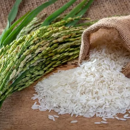 Bài văn thuyết minh về cây lúa nước lớp 9 mẫu 10
