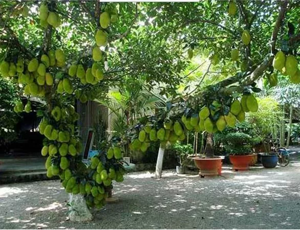Bài văn tả cây mít. Mẫu 5