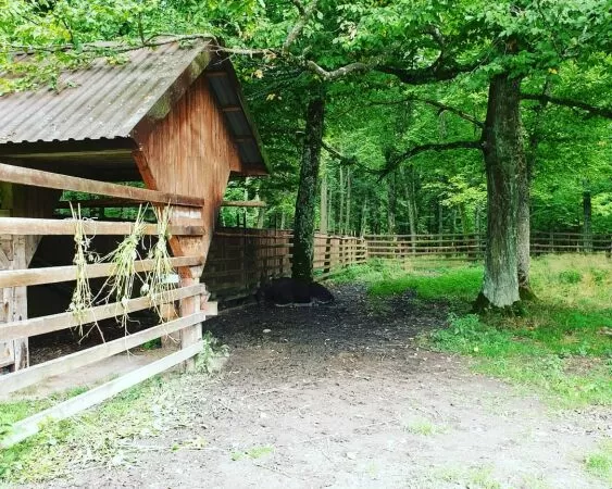 Khu rừng nguyên sinh Bialowieza