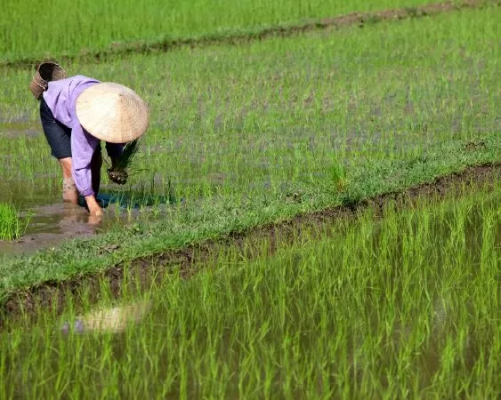 Top 10 bài văn tả bác nông dân đang làm việc hay nhất cho học sinh lớp 5