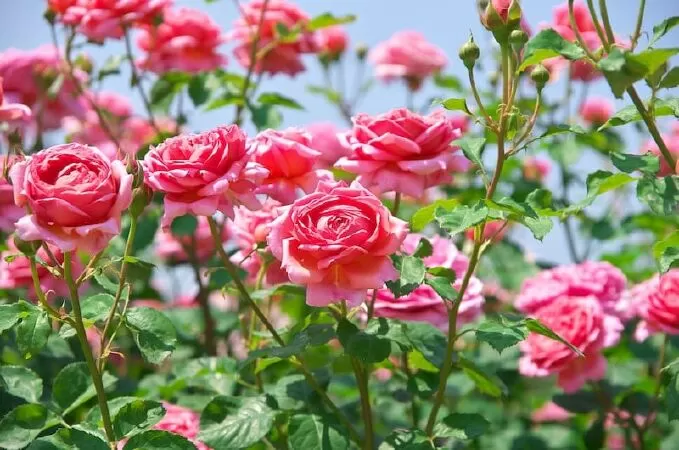 Bóng hồng sa ngã