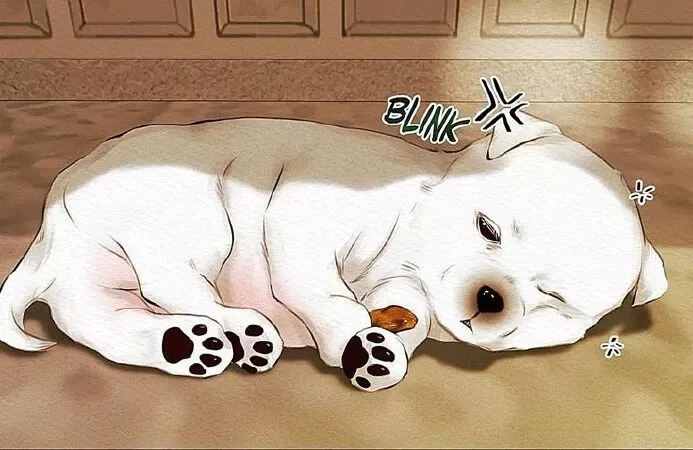 Pet