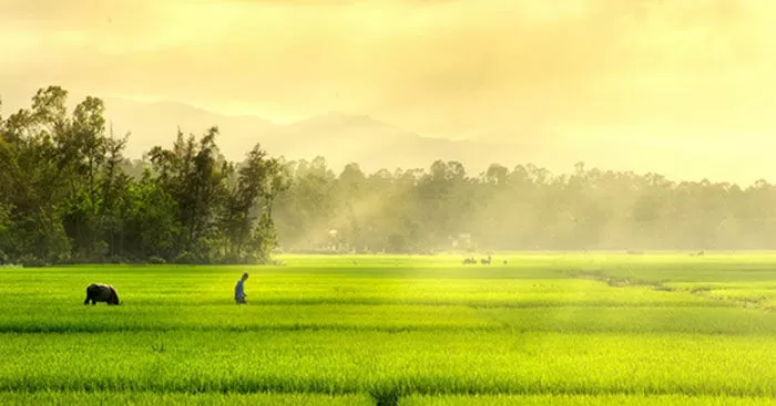 Bài văn mẫu phân tích bài Bầy chim chìa vôi - Mẫu số 4