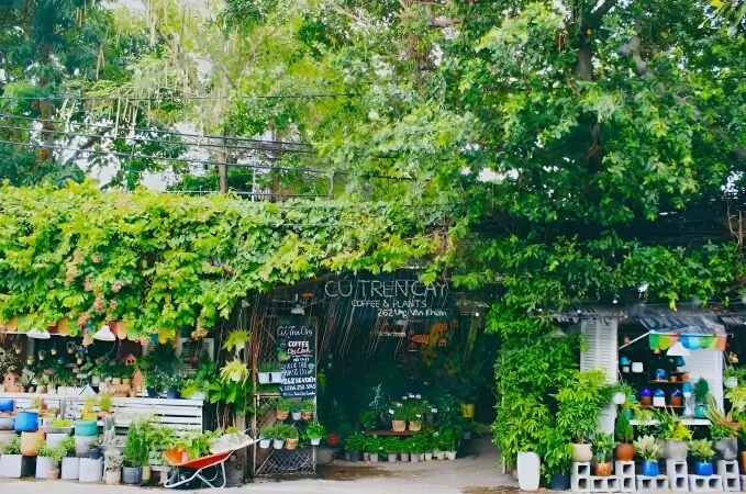 Cú Trên Cây