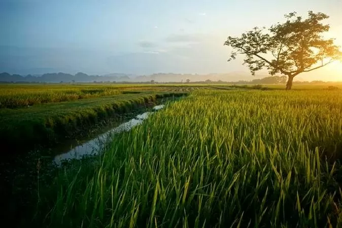 Bài văn mẫu hay phân tích bài thơ Thiên Trường vãn vọng - Mẫu số 3
