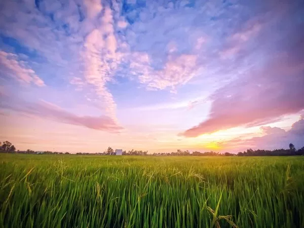 Bài văn mẫu hay phân tích bài thơ Thiên Trường vãn vọng - Mẫu số 9