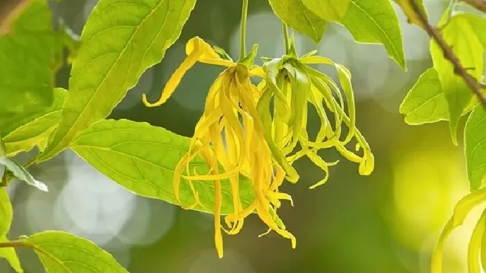 Top 10 bài văn hay nhất phân tích tâm trạng nhân vật Thanh trong Dưới bóng hoàng lan