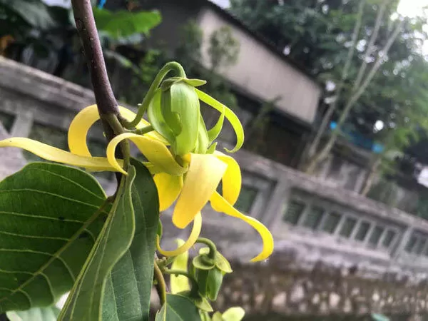 Bài văn hay phân tích tâm trạng nhân vật Thanh - Mẫu số 2