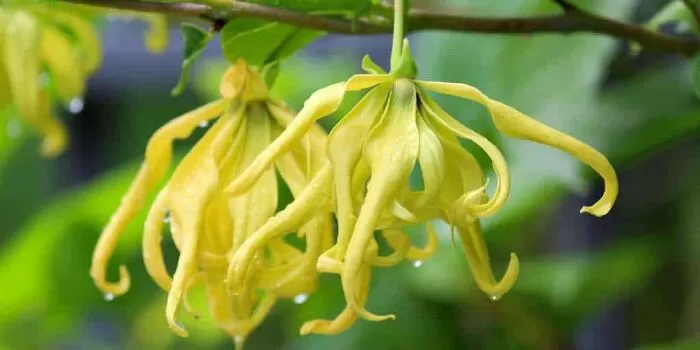 Bài văn hay phân tích tâm trạng nhân vật Thanh - Mẫu số 3