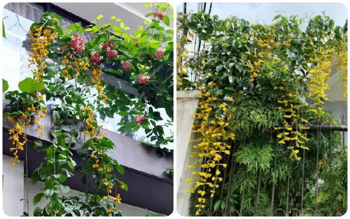 Bài văn hay phân tích tâm trạng nhân vật Thanh - Mẫu số 7