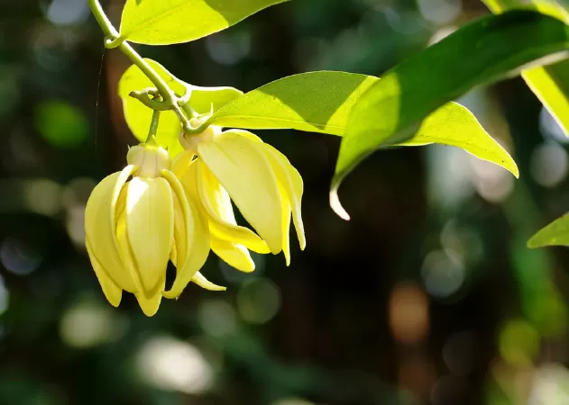 Bài văn hay phân tích tâm trạng nhân vật Thanh - Mẫu số 9