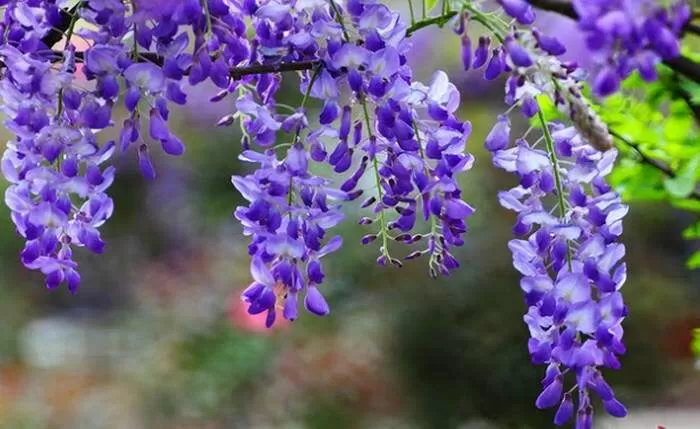 Bài văn hay phân tích nhân vật Xuân tóc đỏ - Mẫu số 4