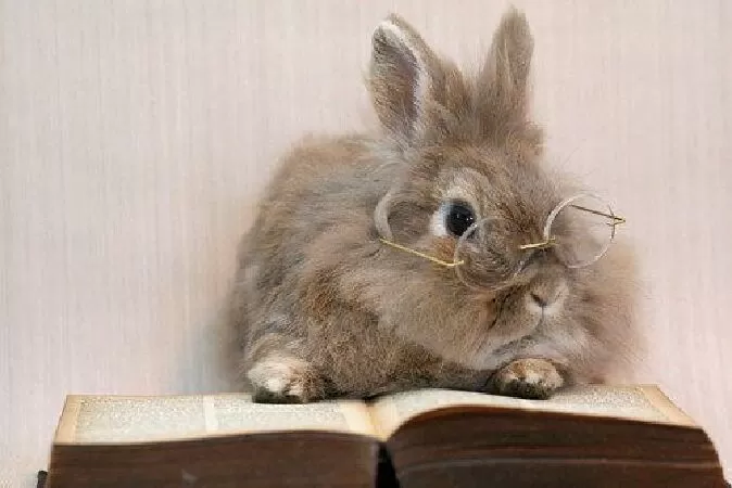Rabbit Doubt