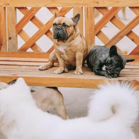 Nông trại cún Puppy Farm