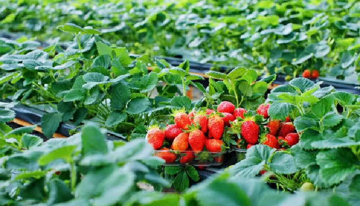 Vườn dâu Chú Hùng