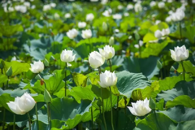 Bài văn hay phân tích 2 khổ thơ đầu bài thơ Từ ấy - Mẫu số 8