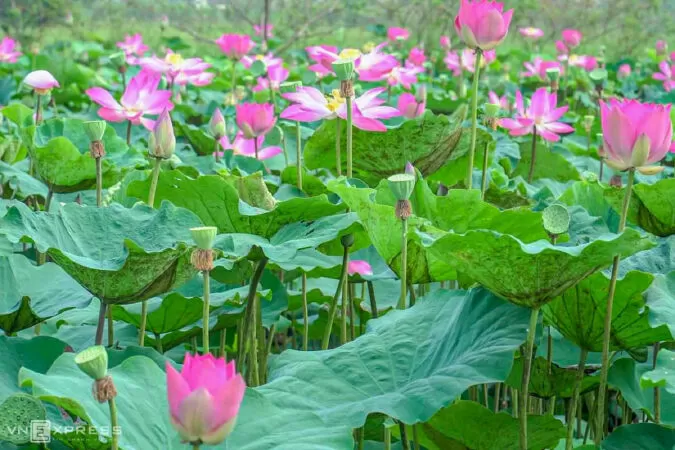 Bài văn hay phân tích 2 khổ thơ đầu bài thơ Từ ấy - Mẫu số 9