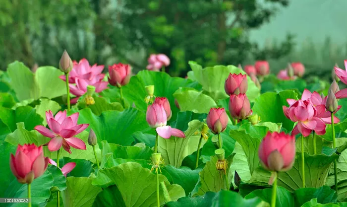 Bài văn hay phân tích 2 khổ thơ đầu bài thơ Từ ấy - Mẫu số 10