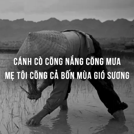 Mẫu 6