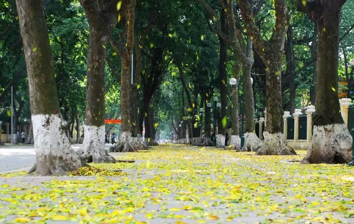 Mẫu 15