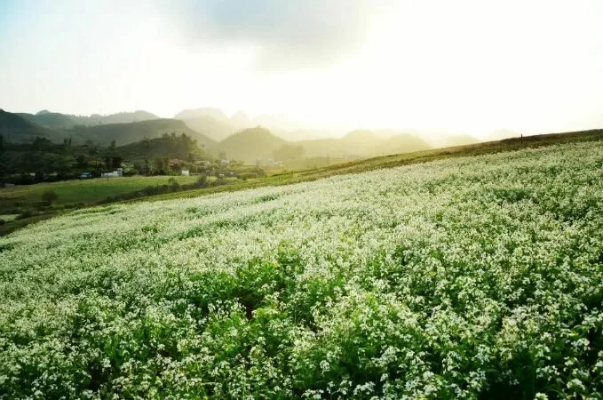 Bài văn cảm nhận khổ thơ 5 và 6 Bài thơ về tiểu đội xe không kính - Mẫu số 7