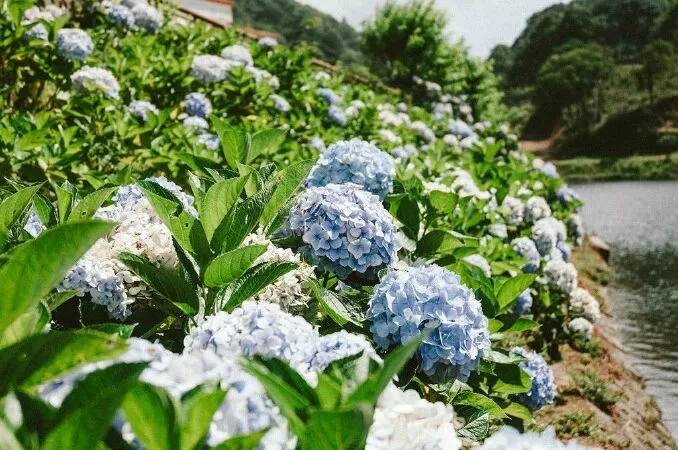 Bài văn bàn về vấn đề sống đẹp sống có ích - Mẫu số 5