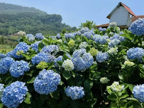 Bài văn bàn về vấn đề sống đẹp sống có ích - Mẫu số 8