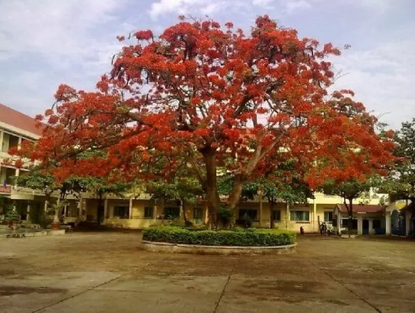 Mẫu 5