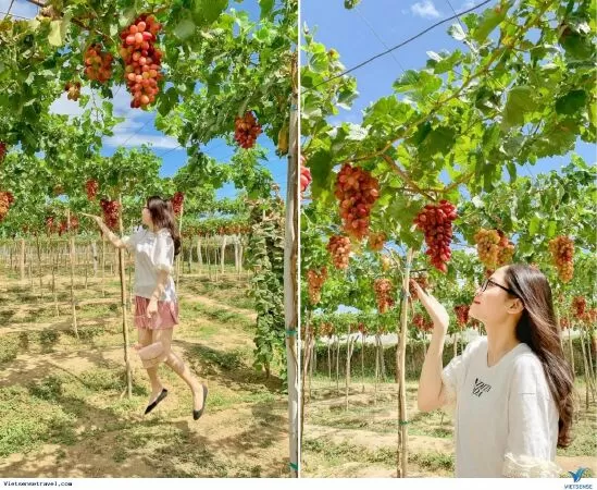 Hóa thân thành thôn dân hái nho tại vườn