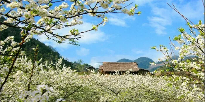 Bài văn phân tích tâm trạng của tác giả khi nhớ về Tây Bắc - Mẫu số 8