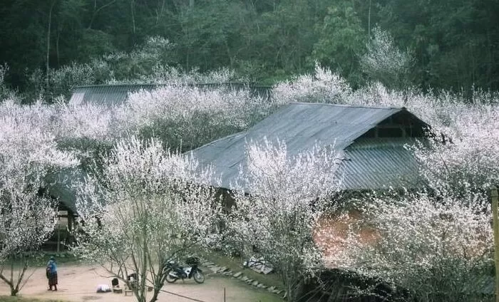 Bài văn phân tích tâm trạng của tác giả khi nhớ về Tây Bắc - Mẫu số 10