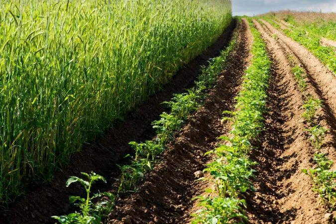 Farming