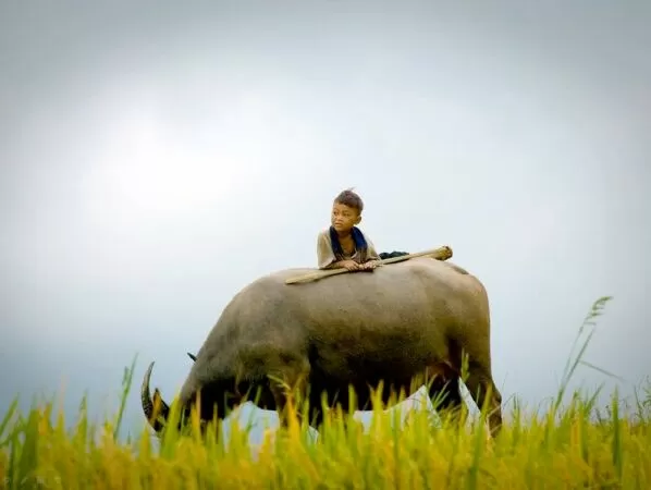 Chăn trâu cắt cỏ