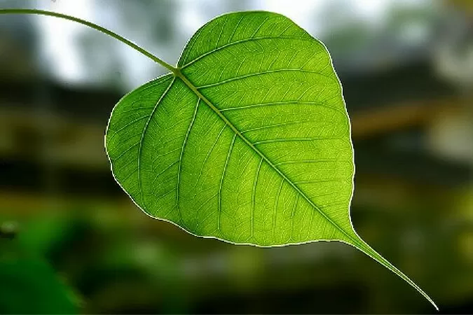 Chiếc lá