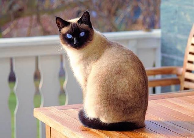 Siamese cats are native to Thailand.