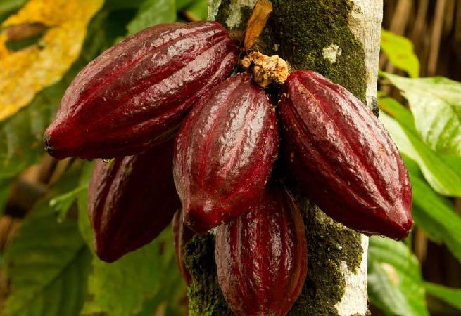 Cocoa helps improve heart health