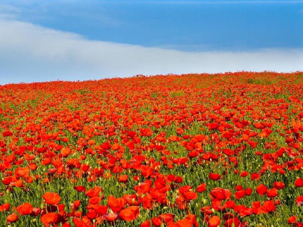 Northumberland Flower Garden, England