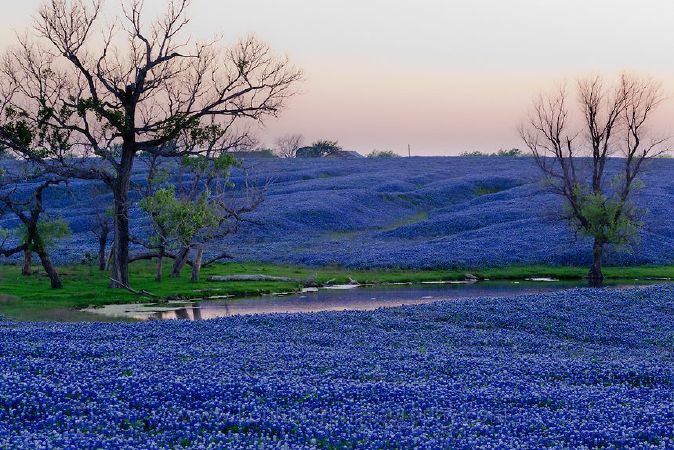 Texas Hill Flower Garden, USA