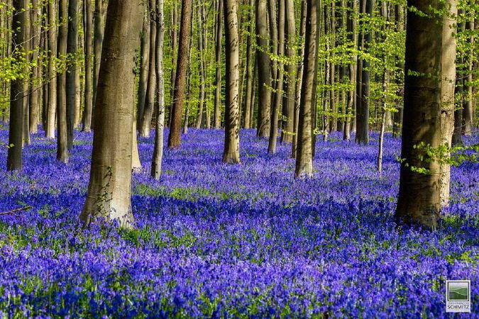 Hallerbos Flower Garden, Belgium