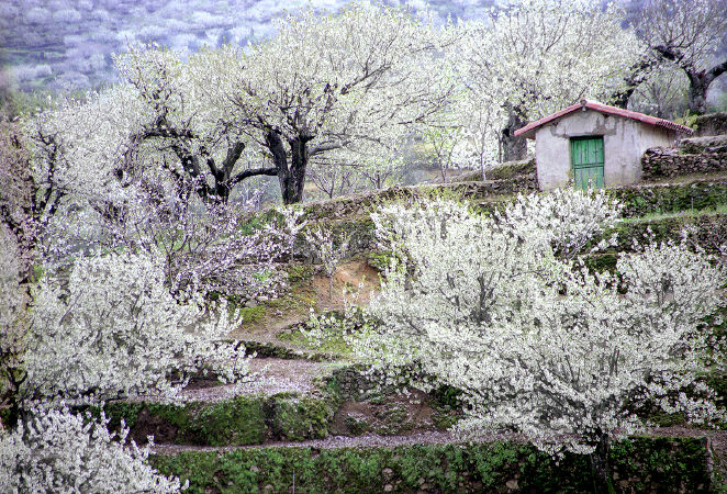 Caceres Flower Garden, Spain