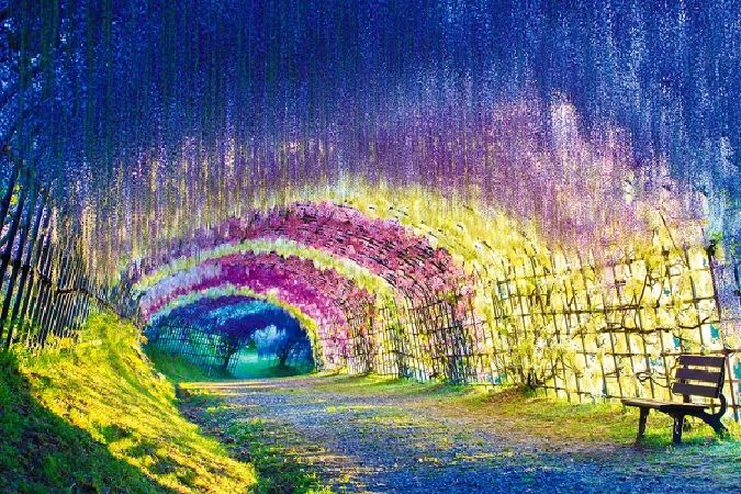 Kawachi Fuji Garden (Fukuoka)