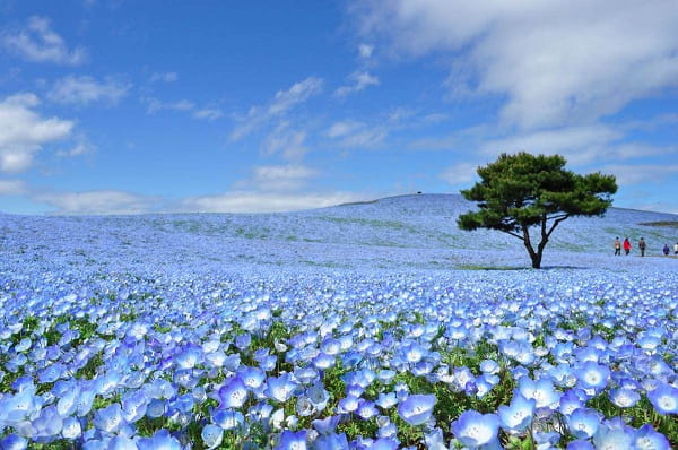 Hitachi Seaside Park (Ibaraki)