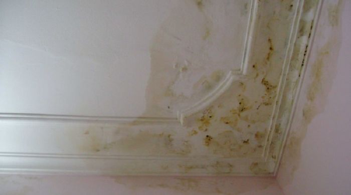 Kill mold in the house