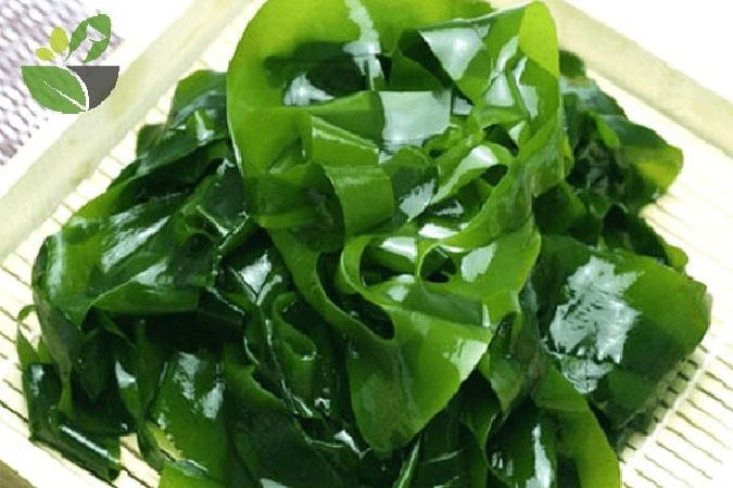 Seaweed