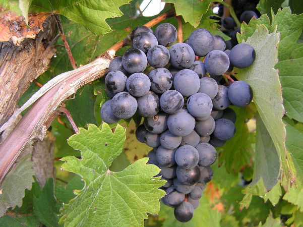 Grapes