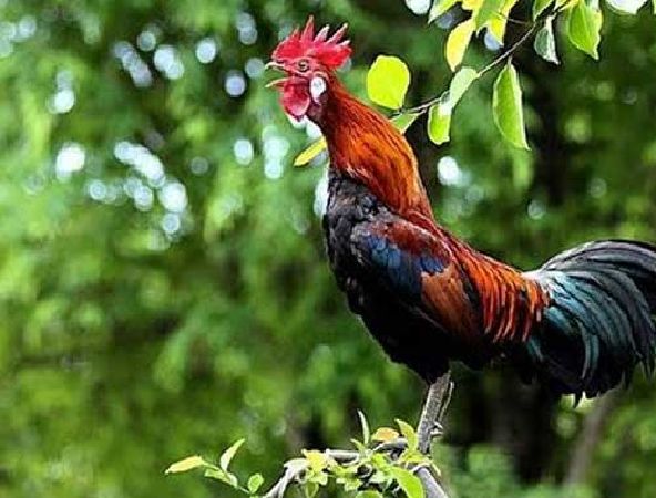 Pick up the chicken voice of Pu Péo ethnic
