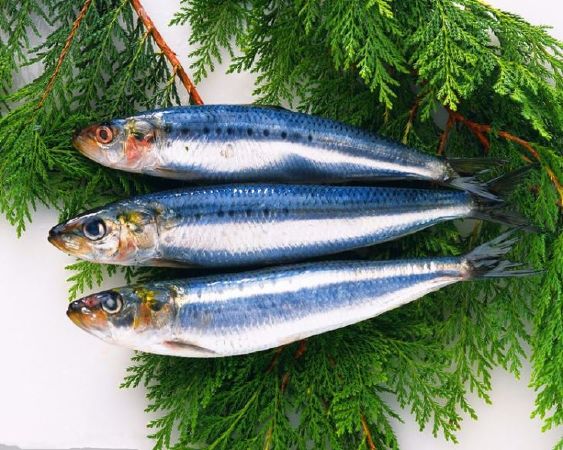 Fish