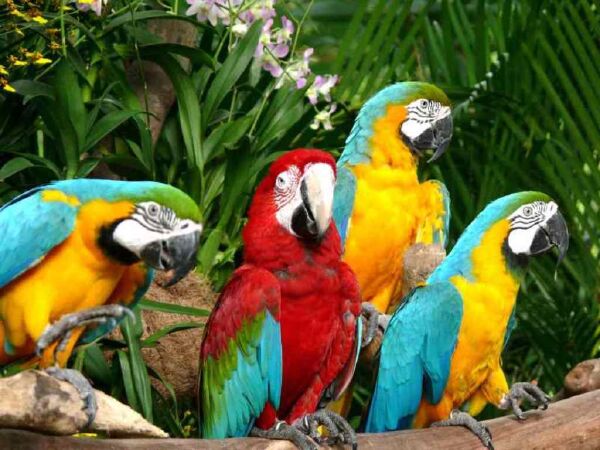 Jurong Bird Garden
